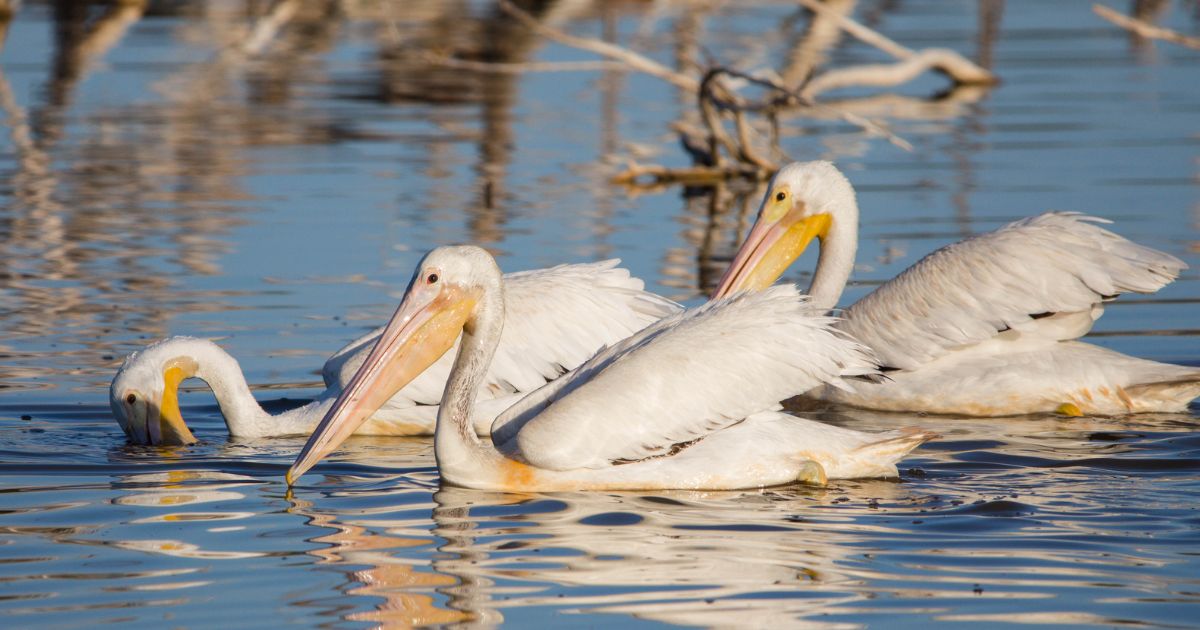 White-Birds