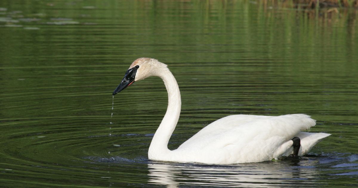 White-Birds