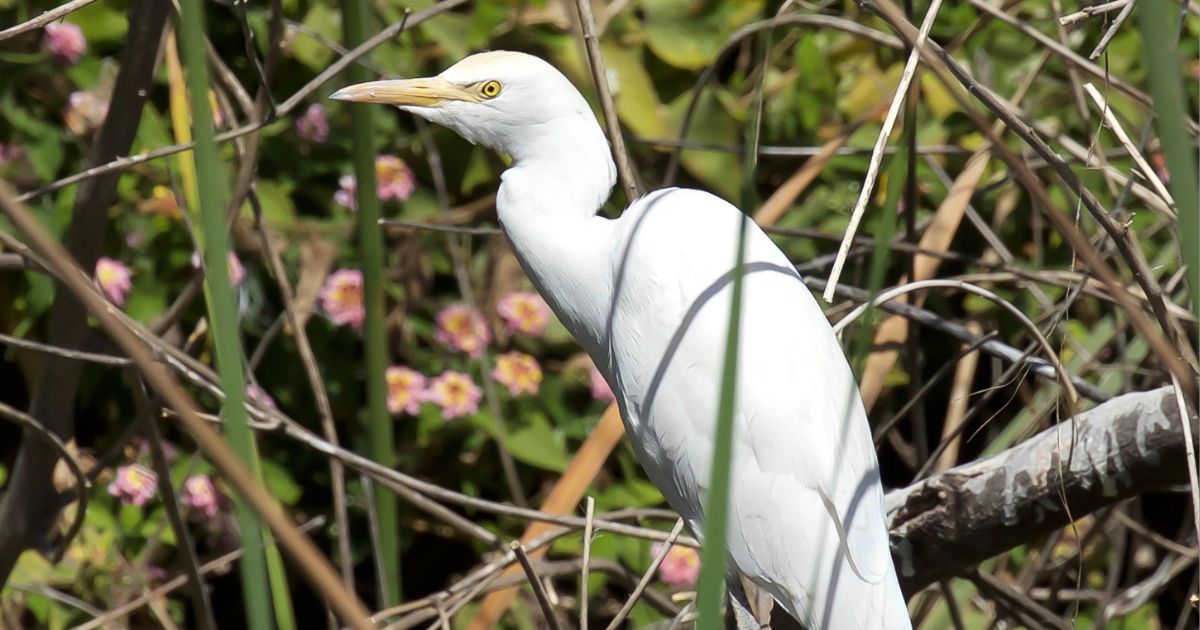 White-Birds