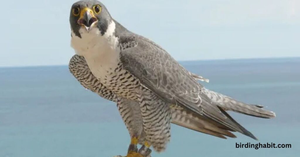 What Are Falcon Birds Known For?