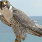 What Are Falcon Birds Known For?