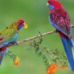 Why Are Parrot Birds Considered Intelligent Animals?