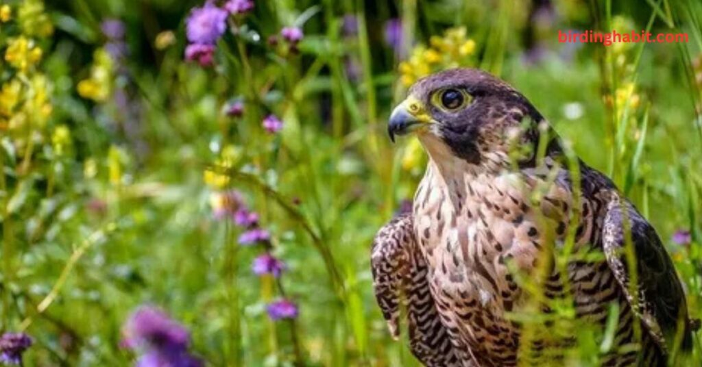 Why Are Falcons Considered Symbols of Speed and Power?