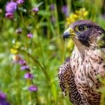 Why Are Falcons Considered Symbols of Speed and Power?