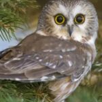 Why Do Owl Birds Have Such Large Eyes?