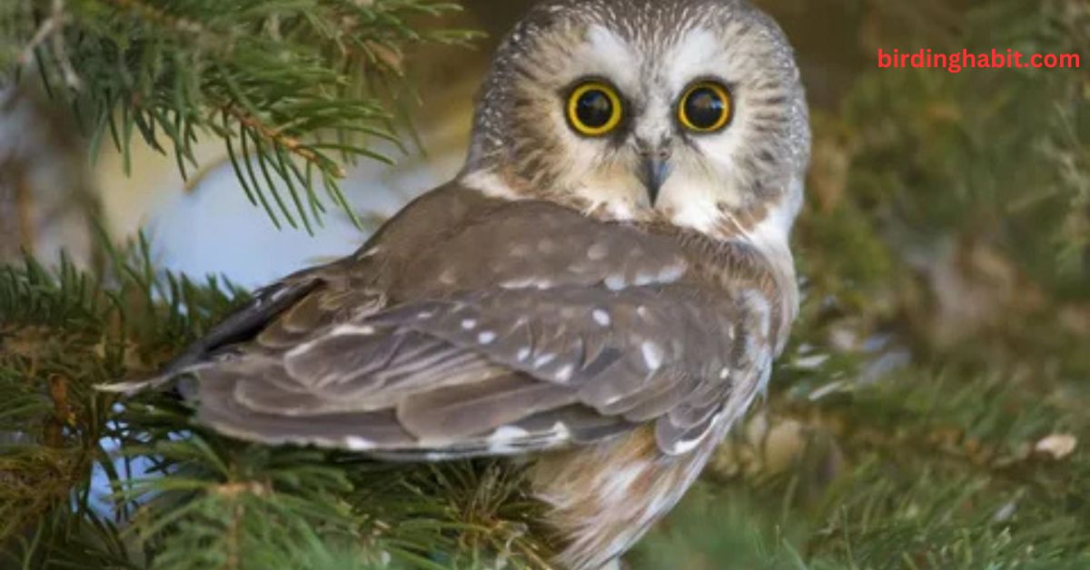 Why Do Owl Birds Have Such Large Eyes?