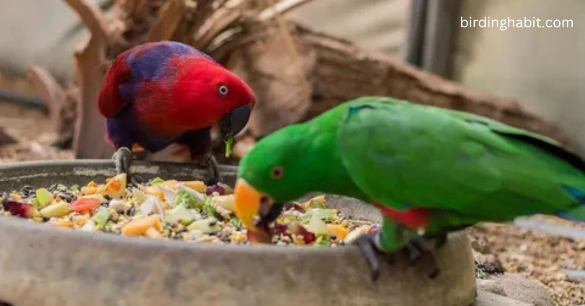 What do parrots eat?