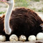 Why Do Ostriches Lay Such Large Eggs?