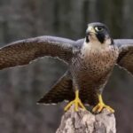 Why Are Falcons Such Skilled Migrators?