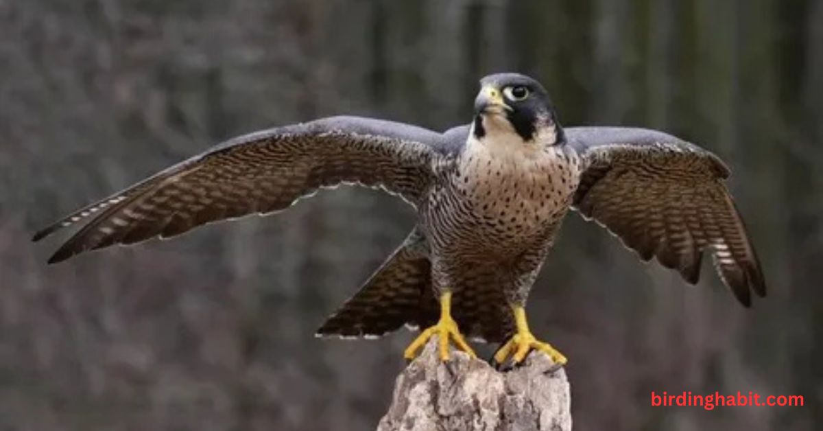 Why Are Falcons Such Skilled Migrators?