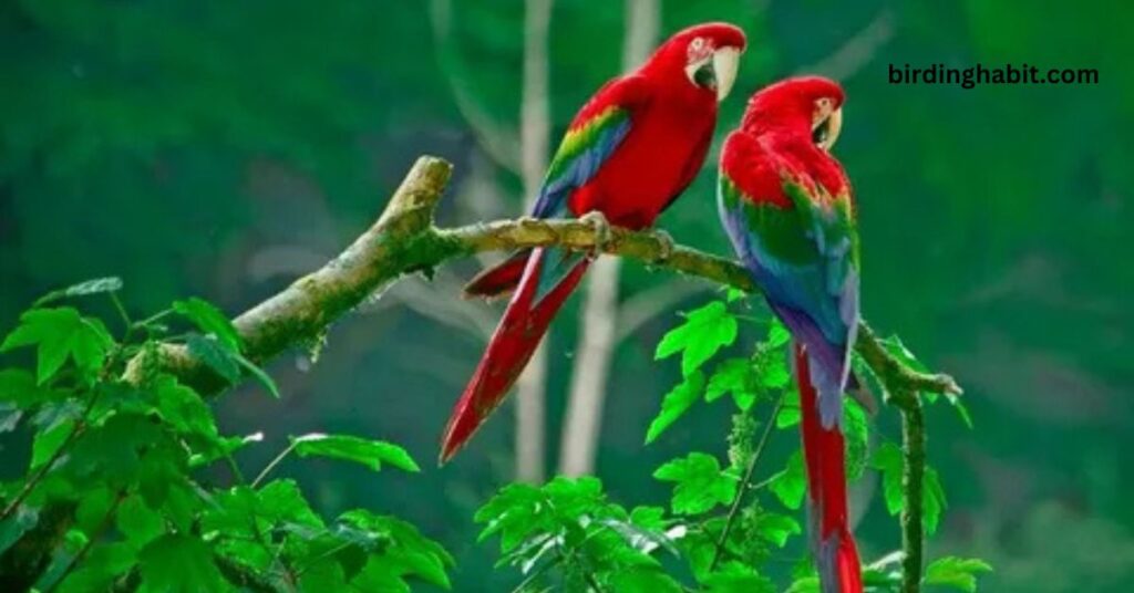 Why Are Parrot Birds Known for Their Vibrant Colors?