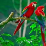 Why Are Parrot Birds Known for Their Vibrant Colors?