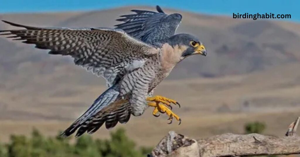 What Makes the Peregrine Falcon the Fastest Bird in the World?