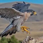 What Makes the Peregrine Falcon the Fastest Bird in the World?