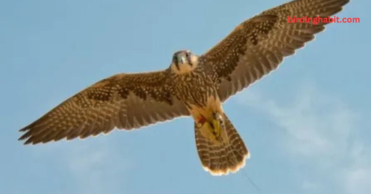 Why Is the Peregrine Falcon So Fast?