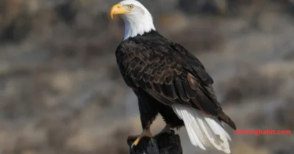 What Makes the Eagle Bird a Symbol of Strength and Freedom?