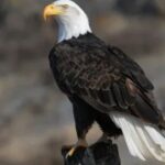 What Makes the Eagle Bird a Symbol of Strength and Freedom?