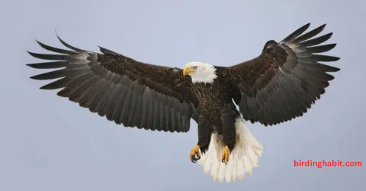 Why Are Eagles Considered Master Hunters in the Sky?