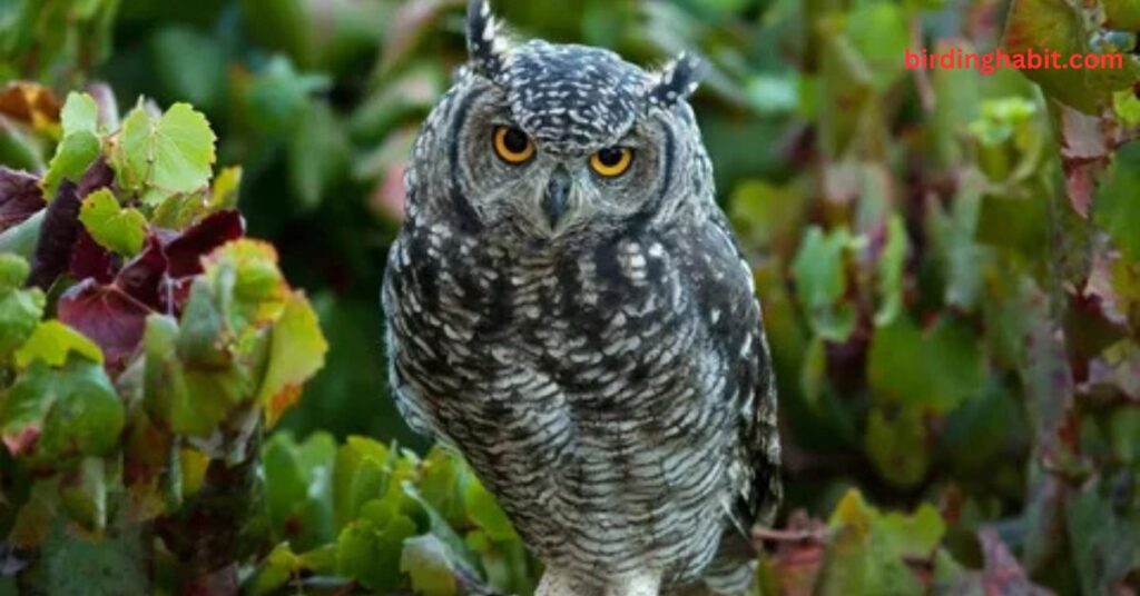 Why Are Owls Considered Symbols of Wisdom?