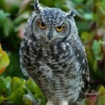 Why Are Owls Considered Symbols of Wisdom?