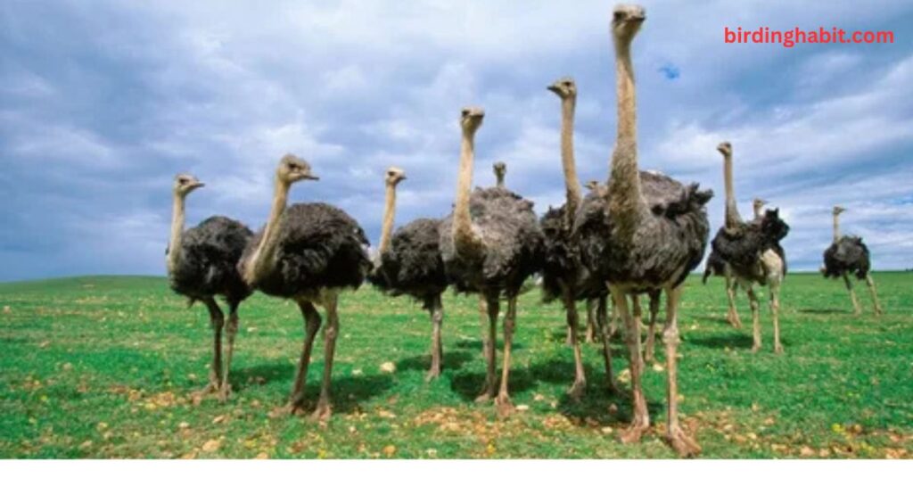 What Makes the Ostrich Bird the Fastest Runner in the Animal Kingdom?