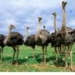 What Makes the Ostrich Bird the Fastest Runner in the Animal Kingdom?