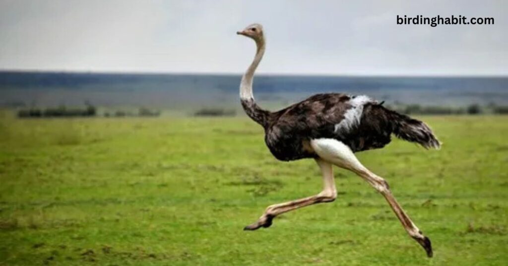 Is an Ostrich a Flying Bird?