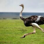 Is an Ostrich a Flying Bird?