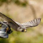 What Makes Falcons the Ultimate Hunters in the Sky?